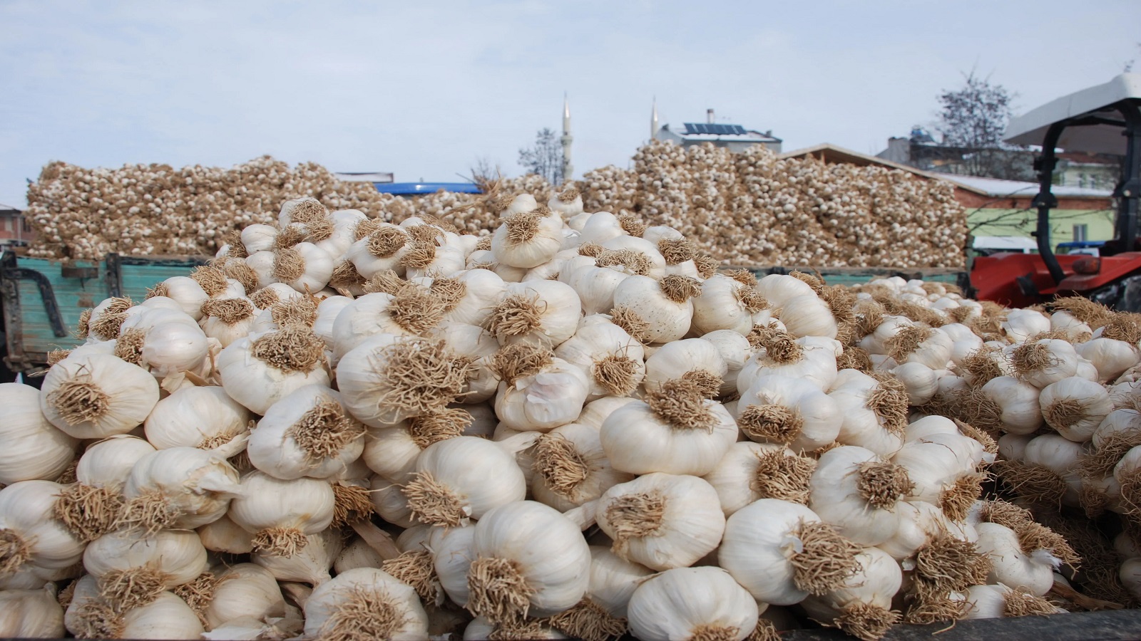 Kastamonu Sarımsağı